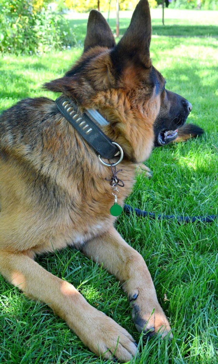 Kółko blaszka dla pupila zielona 2,5 cm z miejscem na grawer Kółko green M. Blaszka w formie adresówki, identyfikatora dla psa. Blaszka z miejscem na grawer. Na adresówce możemy wygrawerować np. imię psa i nr telefonu do właś.jpg